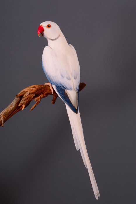 Parakeet - Parrot Breeders Association of Southern Africa