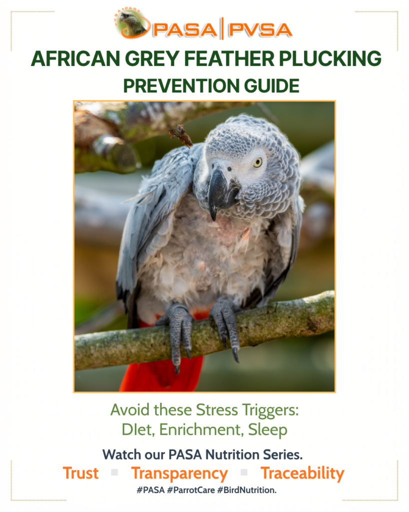 african-grey-feather-plucking.jpg