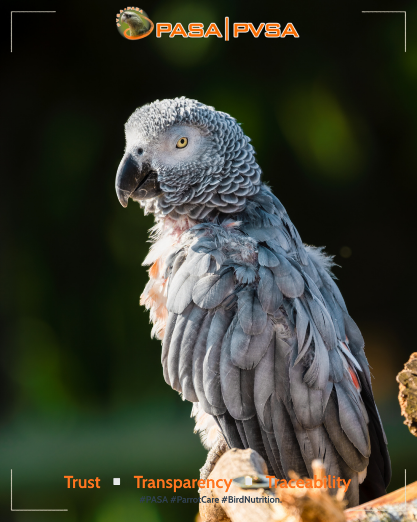 African Grey feather plucking prevention guide