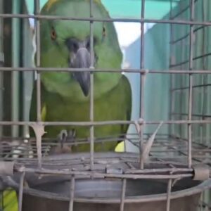 Funny Bird Heliconbirds
