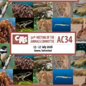 Pasa At AC34