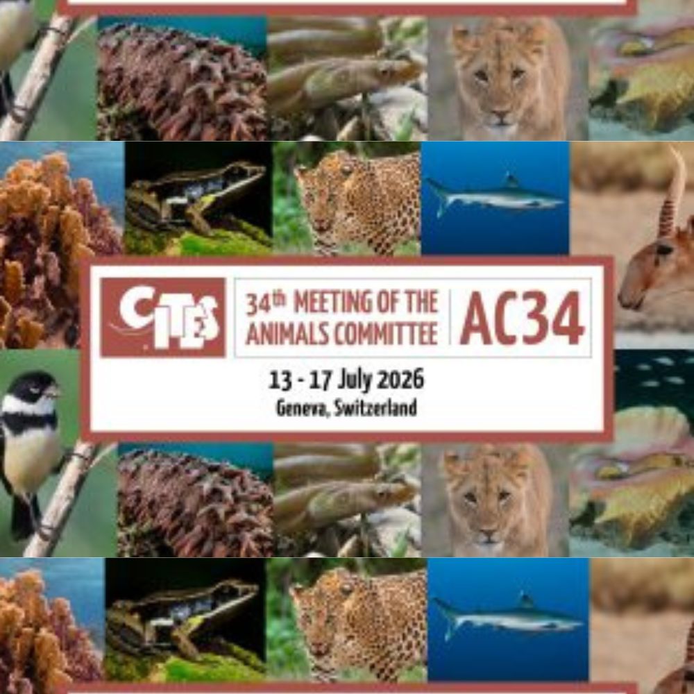 Pasa At AC34