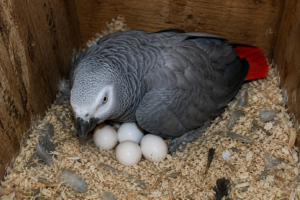 Egg sales