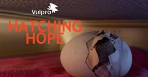 Hatching Hope